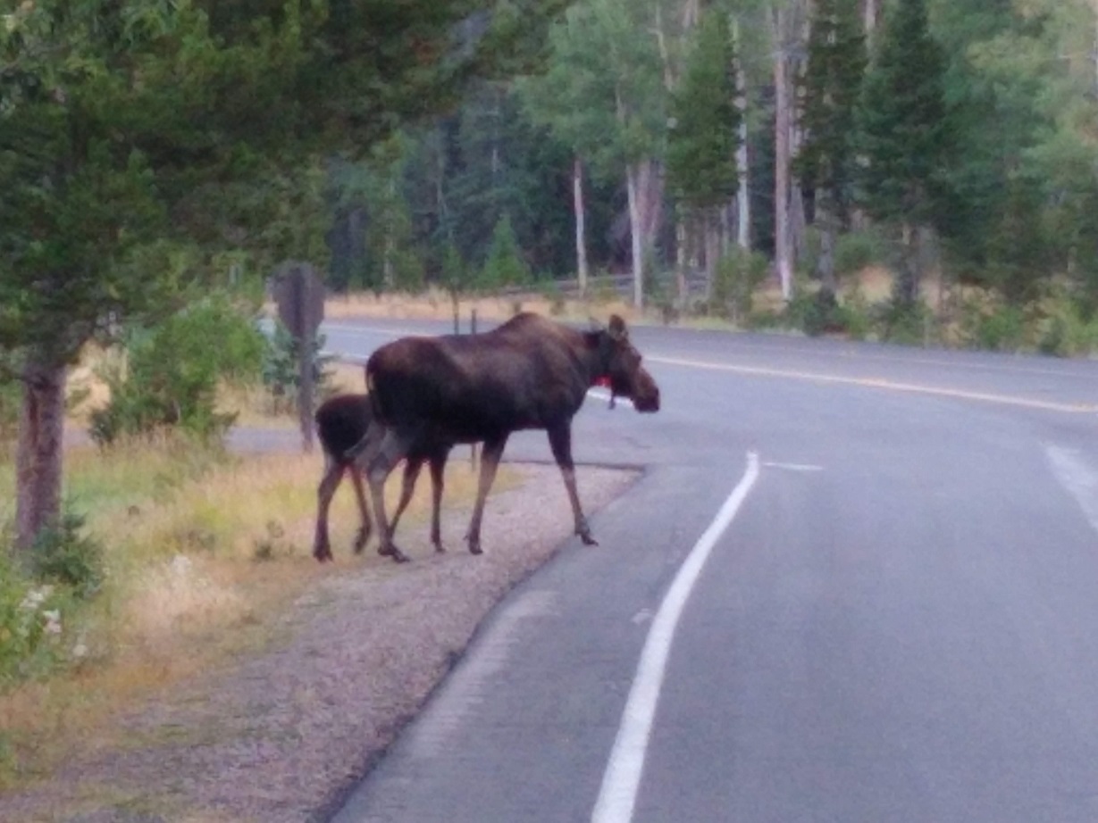 Moose