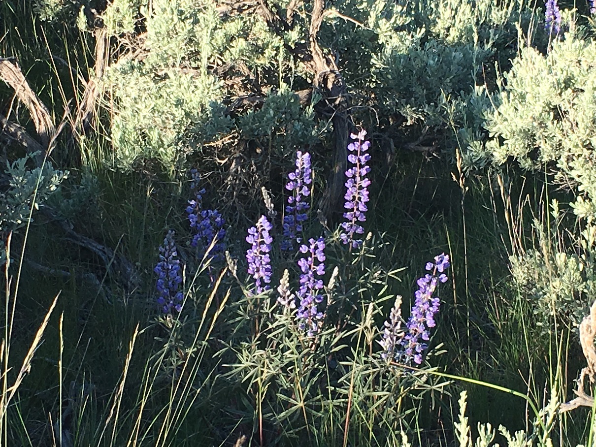 South Bighorn NF