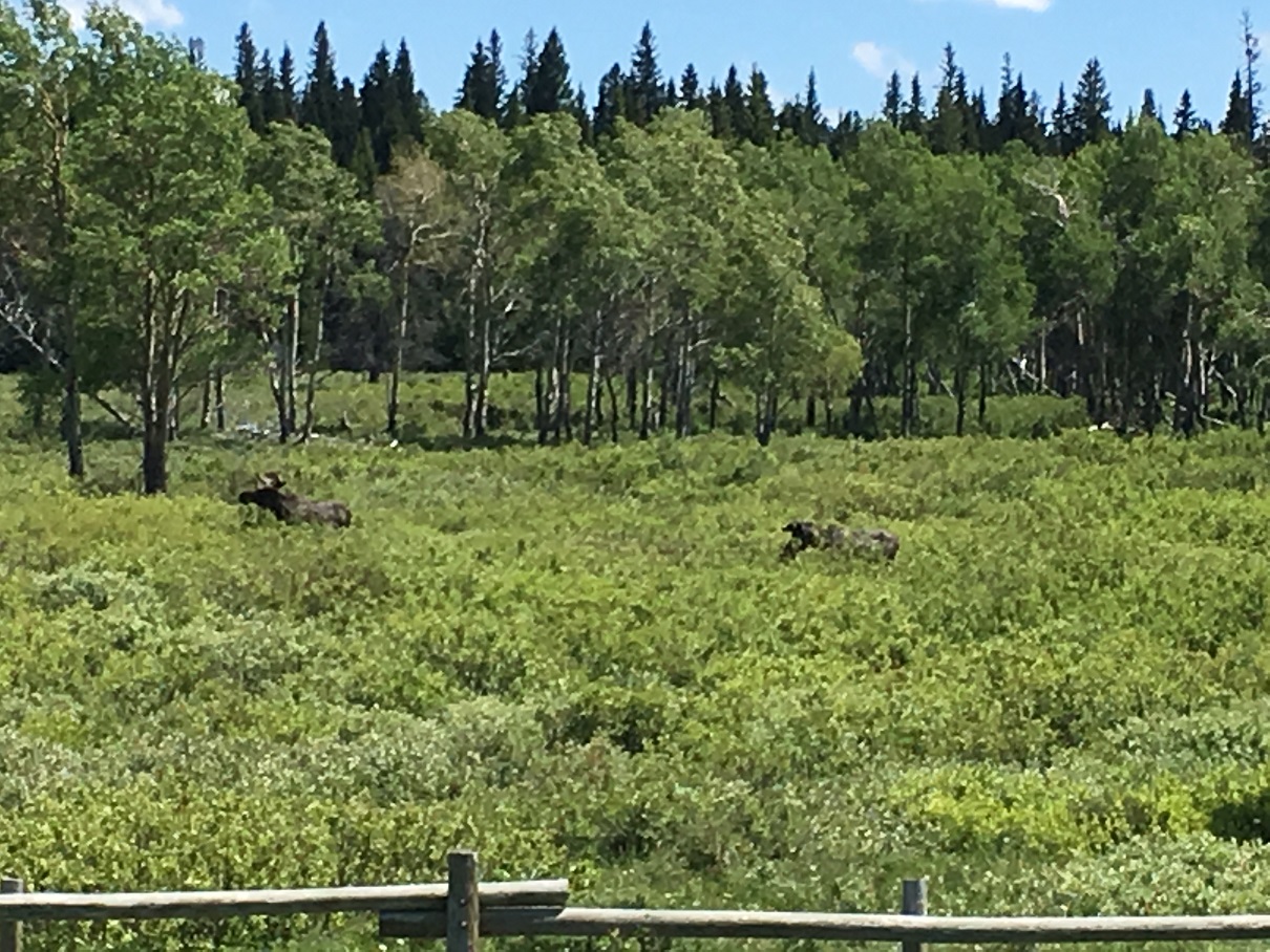 Bighorn Mountain Moose