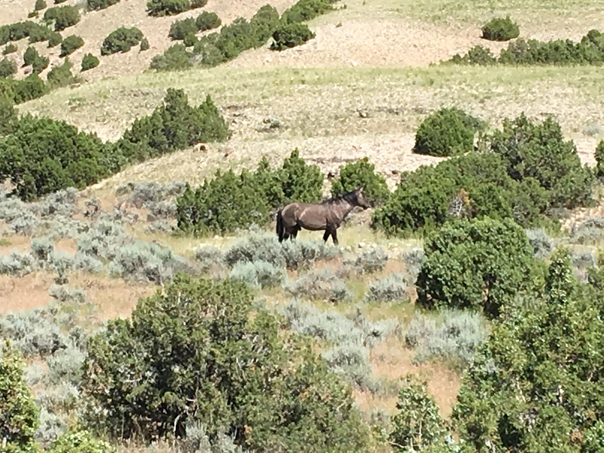 Bighorn NRA